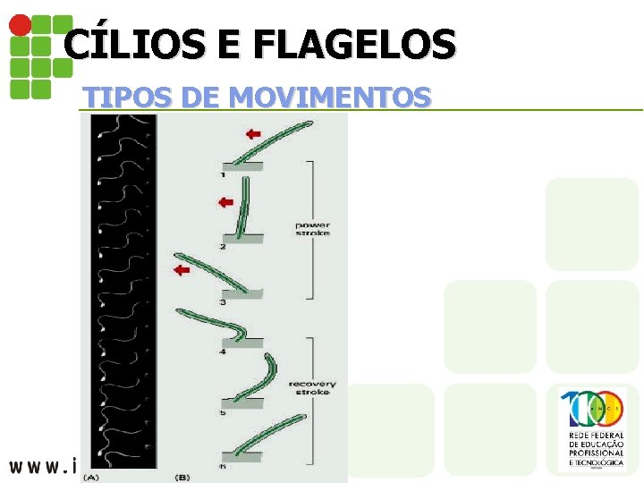 CÍLIOS E FLAGELOS TIPOS DE MOVIMENTOS 