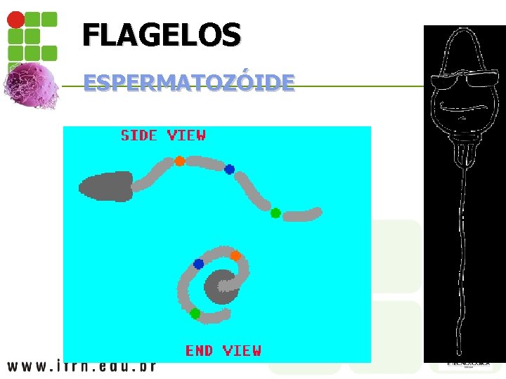 FLAGELOS ESPERMATOZÓIDE 