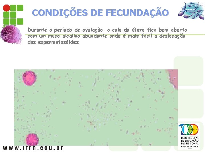 CONDIÇÕES DE FECUNDAÇÃO Durante o período de ovulação, o colo do útero fica bem