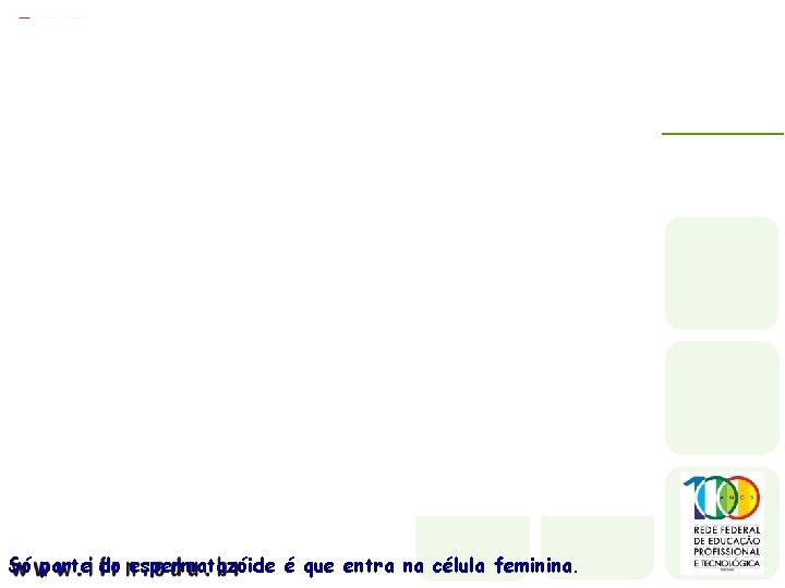 Só parte do espermatozóide é que entra na célula feminina. 