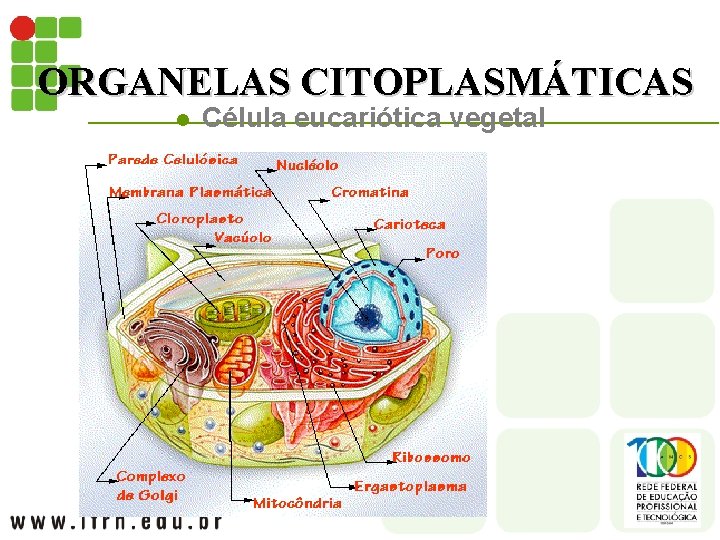 ORGANELAS CITOPLASMÁTICAS l Célula eucariótica vegetal 