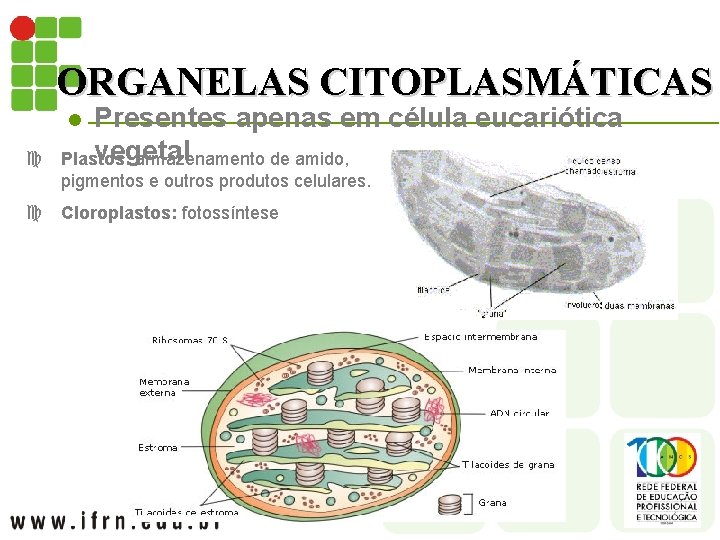 ORGANELAS CITOPLASMÁTICAS Presentes apenas em célula eucariótica vegetal Plastos: armazenamento de amido, l c