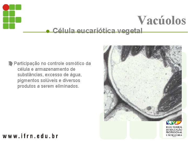 Vacúolos l Célula eucariótica vegetal Participação no controle osmótico da célula e armazenamento de