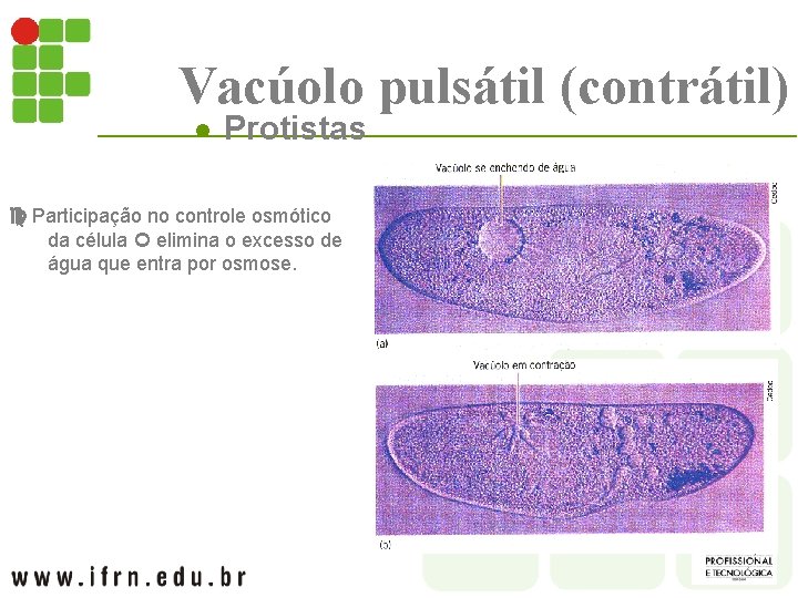 Vacúolo pulsátil (contrátil) l Protistas Participação no controle osmótico da célula elimina o excesso