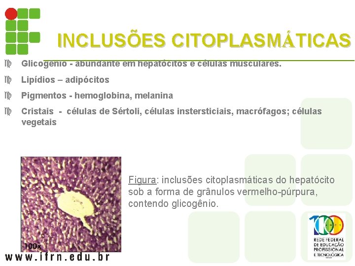 INCLUSÕES CITOPLASMÁTICAS c Glicogênio - abundante em hepatócitos e células musculares. c Lipídios –