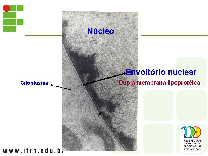 Núcleo Envoltório nuclear Citoplasma Dupla membrana lipoprotéica 