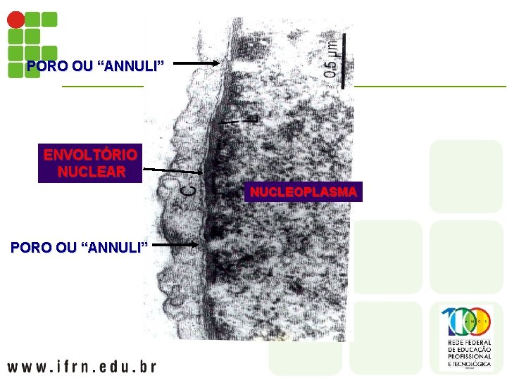 PORO OU “ANNULI” ENVOLTÓRIO NUCLEAR NUCLEOPLASMA PORO OU “ANNULI” 