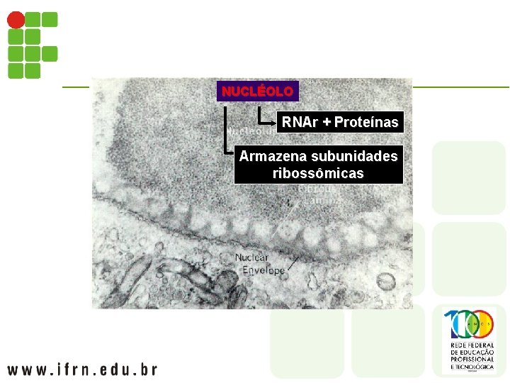 NUCLÉOLO RNAr + Proteínas Armazena subunidades ribossômicas 