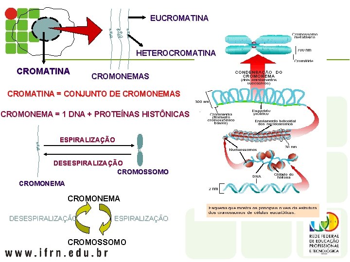 EUCROMATINA HETEROCROMATINA CROMONEMAS CROMATINA = CONJUNTO DE CROMONEMAS CROMONEMA = 1 DNA + PROTEÍNAS