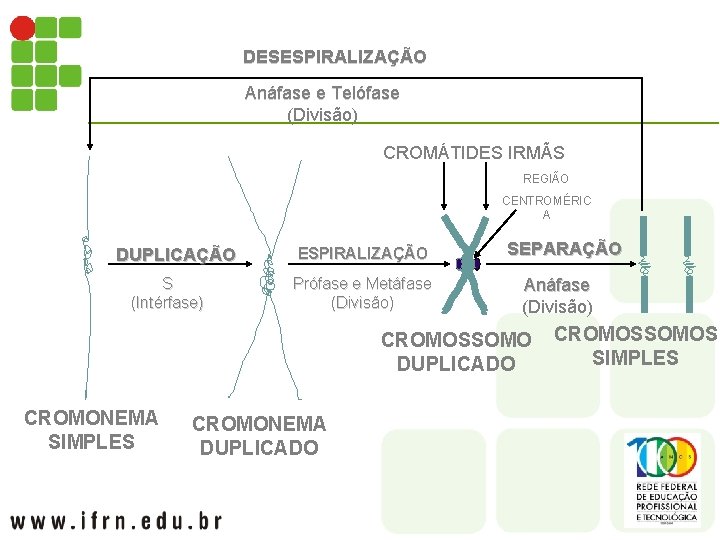 DESESPIRALIZAÇÃO Anáfase e Telófase (Divisão) CROMÁTIDES IRMÃS REGIÃO CENTROMÉRIC A DUPLICAÇÃO S (Intérfase) ESPIRALIZAÇÃO
