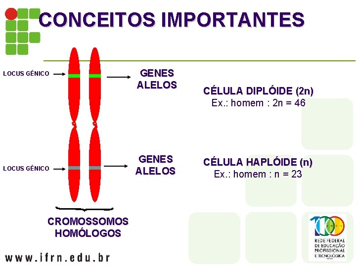 CONCEITOS IMPORTANTES LOCUS GÊNICO CROMOSSOMOS HOMÓLOGOS GENES ALELOS CÉLULA DIPLÓIDE (2 n) Ex. :