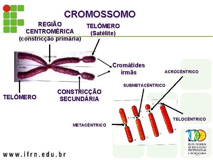 CROMOSSOMO REGIÃO TELÔMERO CENTROMÉRICA (Satélite) (constricção primária) Cromátides irmãs ACROCÊNTRICO SUBMETACÊNTRICO TELÔMERO CONSTRICÇÃO SECUNDÁRIA