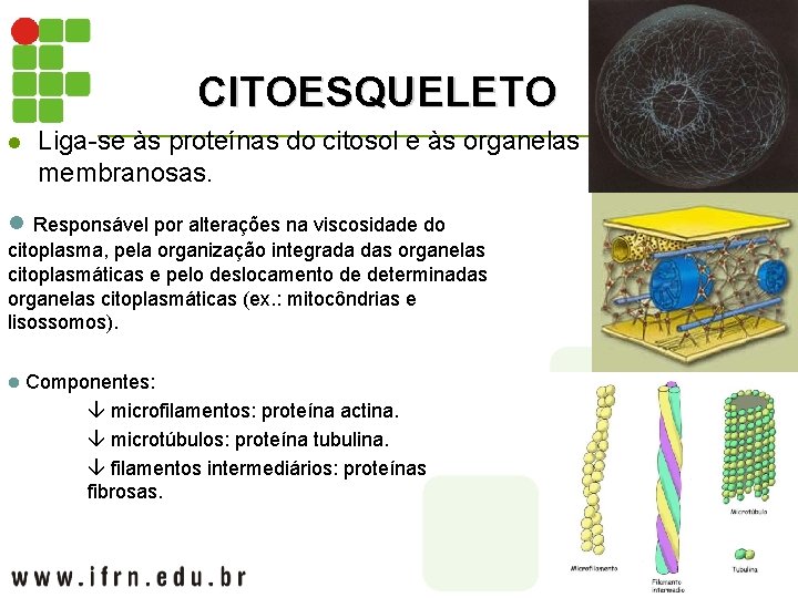 CITOESQUELETO l Liga-se às proteínas do citosol e às organelas membranosas. l Responsável por