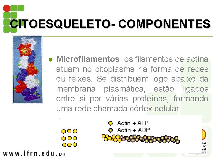 CITOESQUELETO- COMPONENTES l Microfilamentos: os filamentos de actina atuam no citoplasma na forma de