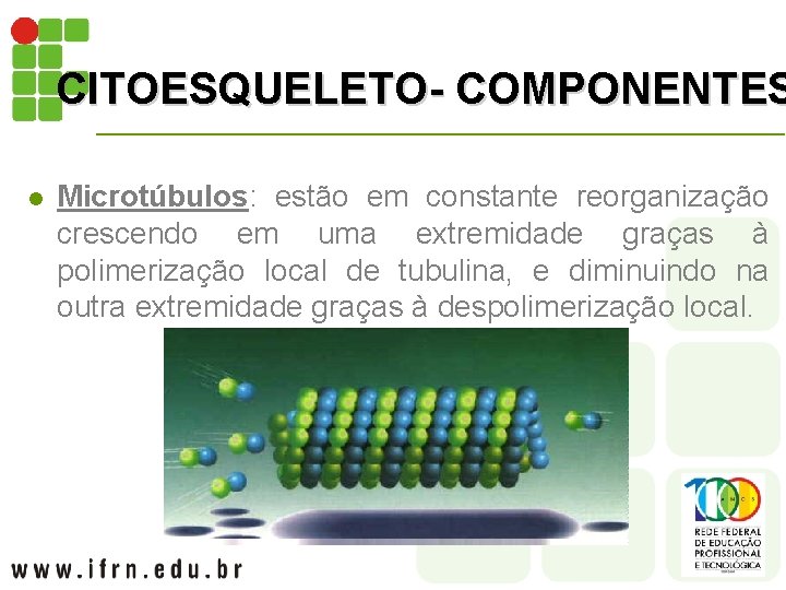 CITOESQUELETO- COMPONENTES l Microtúbulos: estão em constante reorganização crescendo em uma extremidade graças à