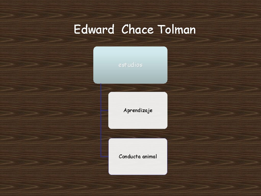 Edward Chace Tolman estudios Aprendizaje Conducta animal 