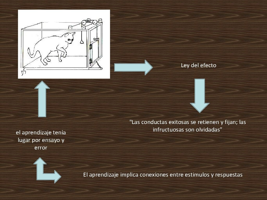Ley del efecto el aprendizaje tenía lugar por ensayo y error "Las conductas exitosas