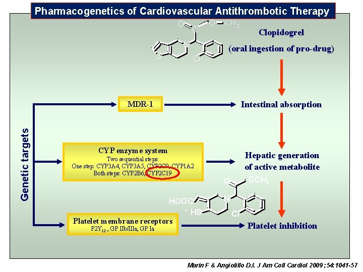 Pharmacogenetics of Cardiovascular Antithrombotic Therapy O C N S O CH 3 (oral ingestion