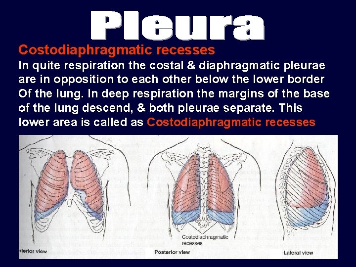 Costodiaphragmatic recesses In quite respiration the costal & diaphragmatic pleurae are in opposition to