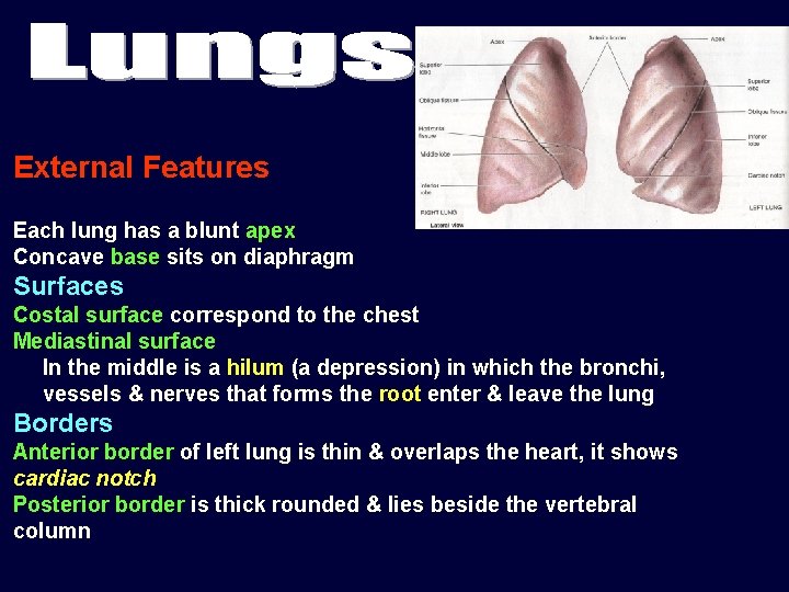 External Features Each lung has a blunt apex Concave base sits on diaphragm Surfaces