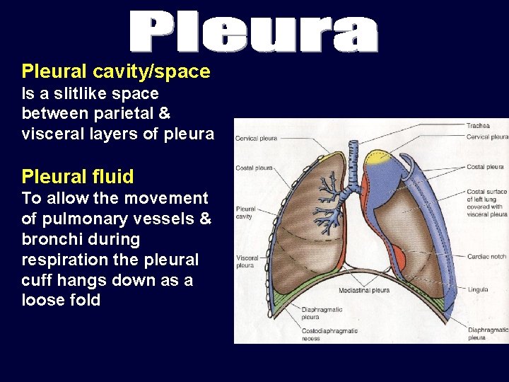 Pleural cavity/space Is a slitlike space between parietal & visceral layers of pleura Pleural