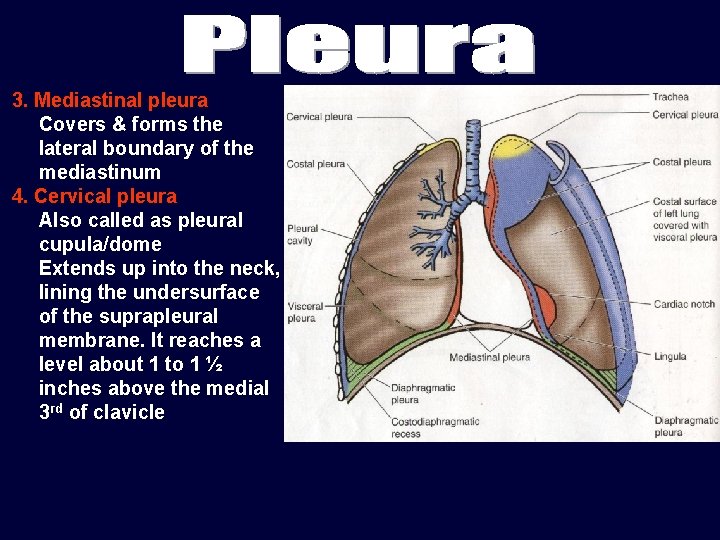 3. Mediastinal pleura Covers & forms the lateral boundary of the mediastinum 4. Cervical