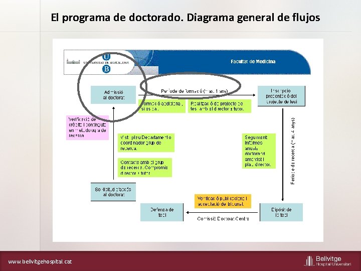 El programa de doctorado. Diagrama general de flujos www. bellvitgehospital. cat 
