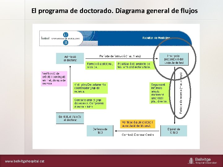 El programa de doctorado. Diagrama general de flujos www. bellvitgehospital. cat 