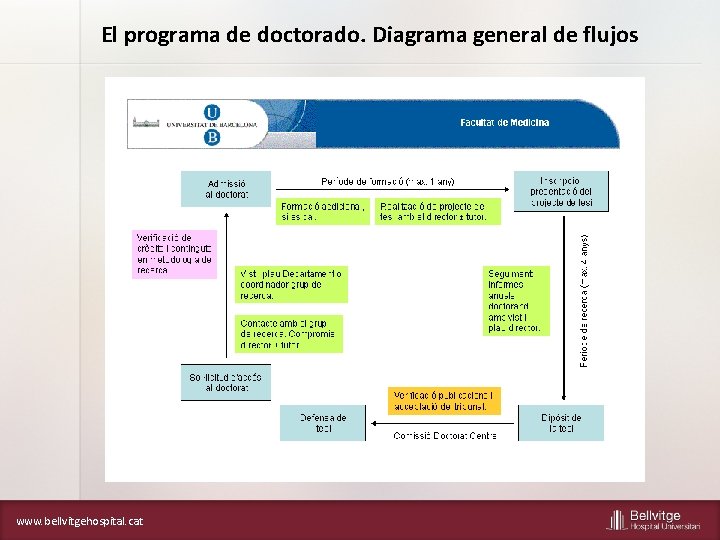 El programa de doctorado. Diagrama general de flujos www. bellvitgehospital. cat 