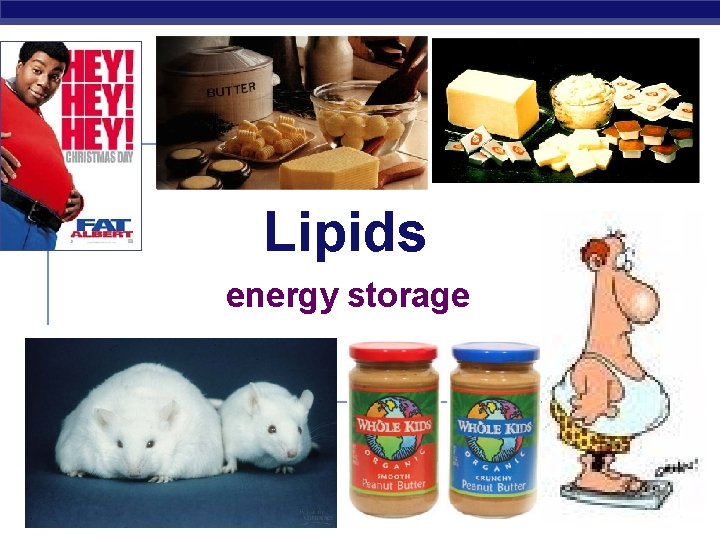 Lipids energy storage AP Biology 2006 -2007 