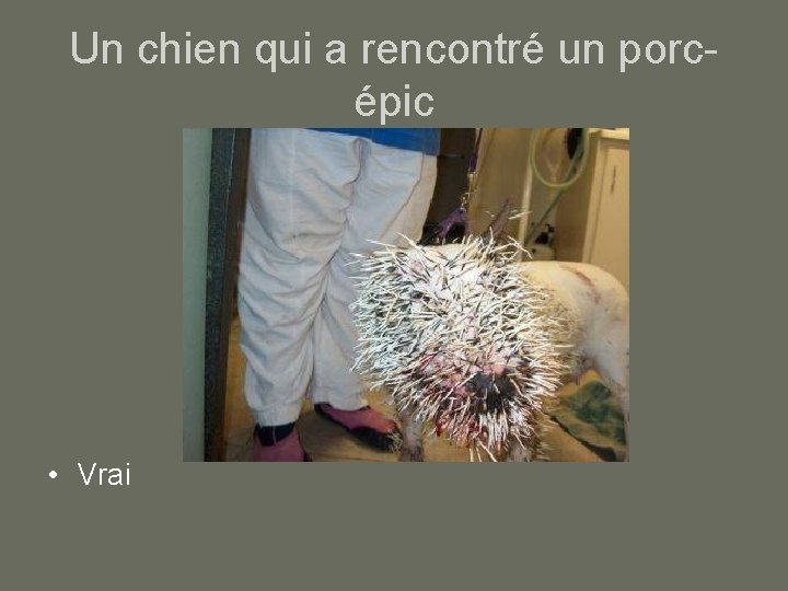 Un chien qui a rencontré un porcépic • Vrai 