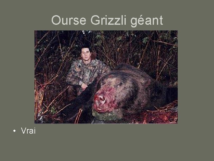 Ourse Grizzli géant • Vrai 