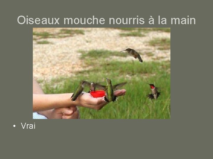 Oiseaux mouche nourris à la main • Vrai 