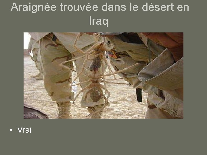 Araignée trouvée dans le désert en Iraq • Vrai 