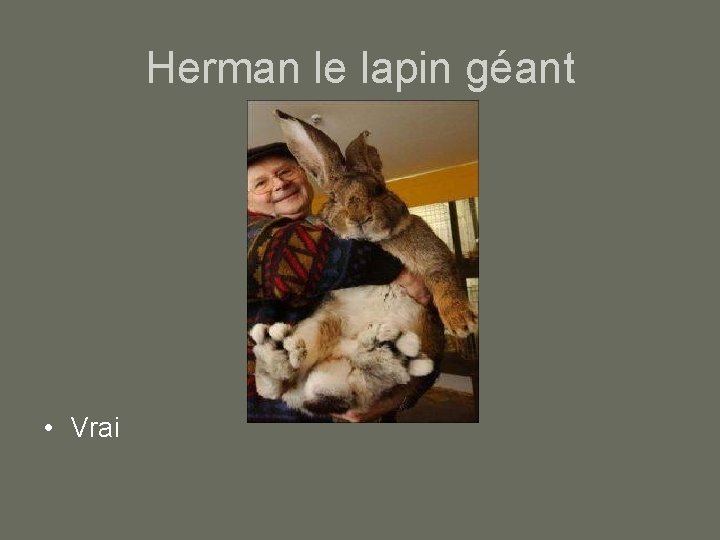Herman le lapin géant • Vrai 