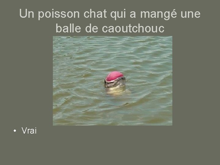 Un poisson chat qui a mangé une balle de caoutchouc • Vrai 
