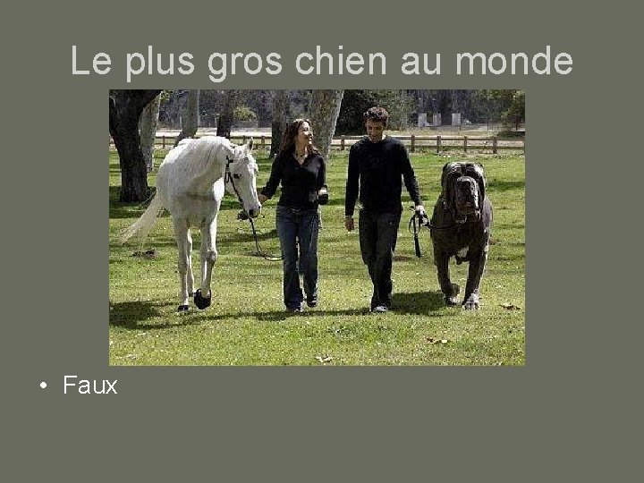 Le plus gros chien au monde • Faux 