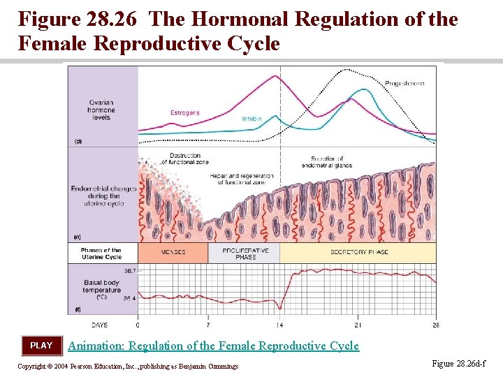 Figure 28. 26 The Hormonal Regulation of the Female Reproductive Cycle PLAY Animation: Regulation