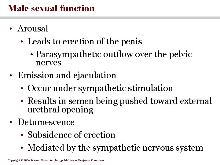 Male sexual function • Arousal • Leads to erection of the penis • Parasympathetic