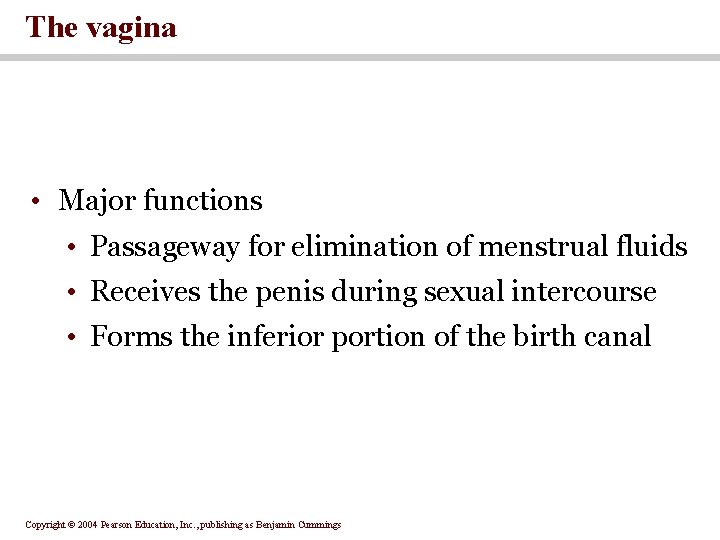 The vagina • Major functions • Passageway for elimination of menstrual fluids • Receives