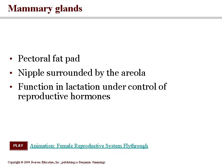 Mammary glands • Pectoral fat pad • Nipple surrounded by the areola • Function