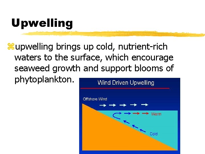 Upwelling zupwelling brings up cold, nutrient-rich waters to the surface, which encourage seaweed growth