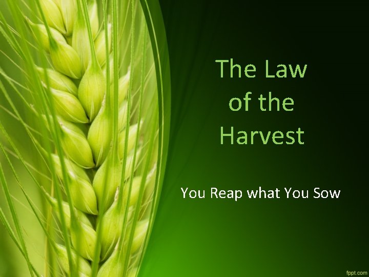 The Law of the Harvest You Reap what You Sow 