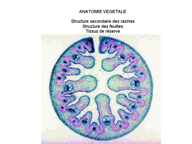 ANATOMIE VEGETALE Structure secondaire des racines Structure des feuilles Tissus de réserve 