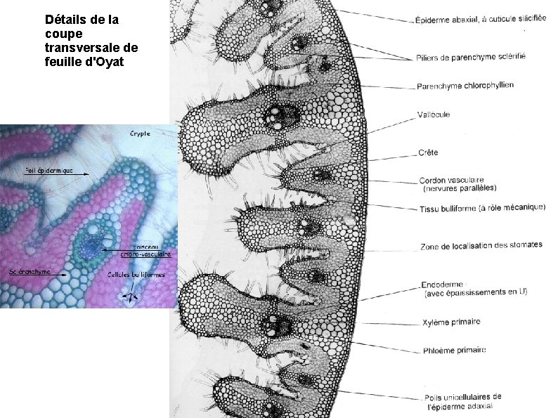 Détails de la coupe transversale de feuille d'Oyat 