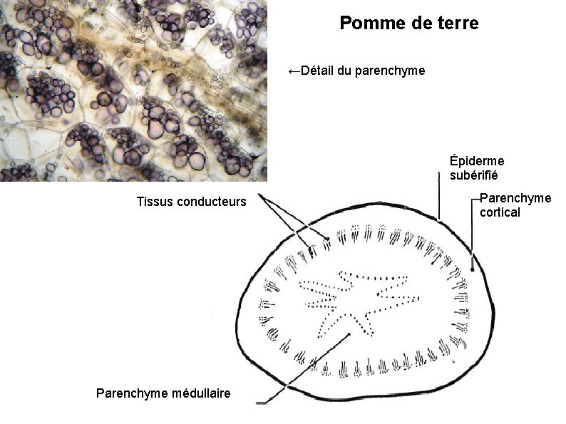 Pomme de terre ←Détail du parenchyme Épiderme subérifié Tissus conducteurs Parenchyme médullaire Parenchyme cortical