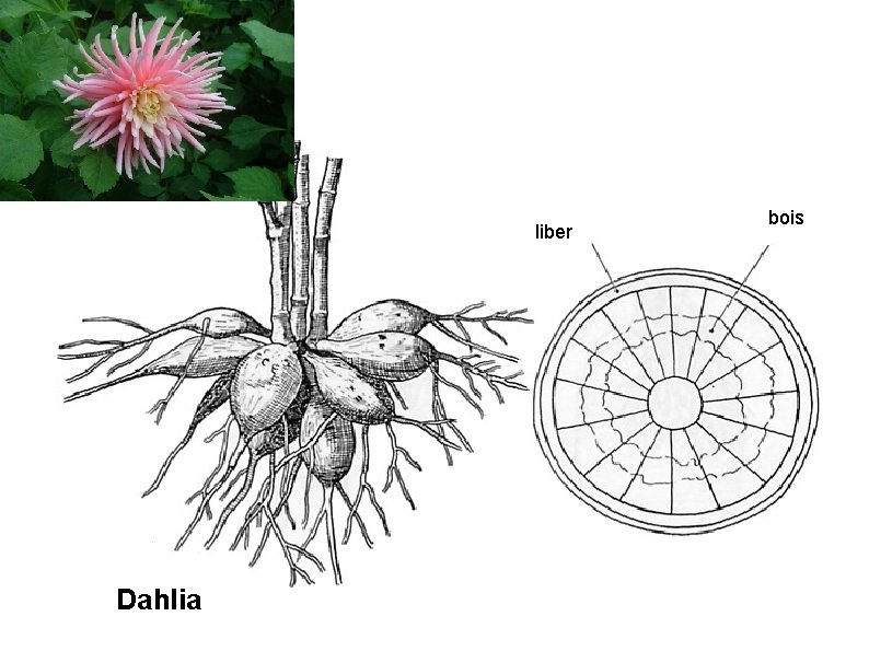 liber Dahlia bois 