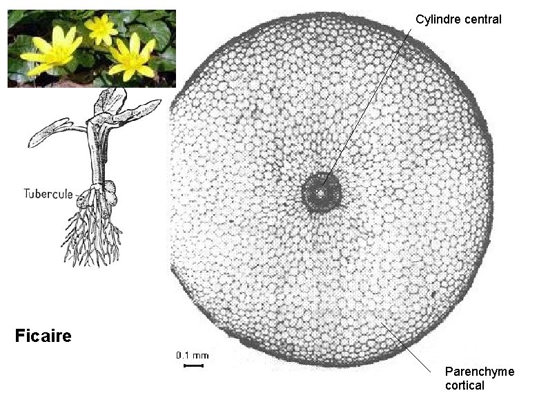 Cylindre central Ficaire Parenchyme cortical 