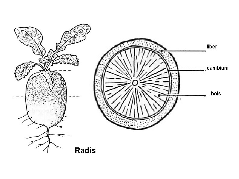 liber cambium bois Radis 