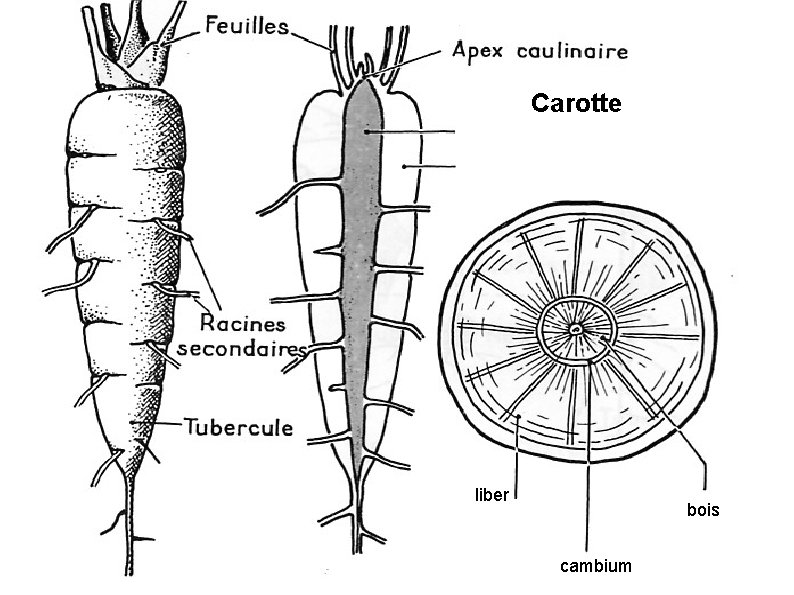 Carotte liber bois cambium 